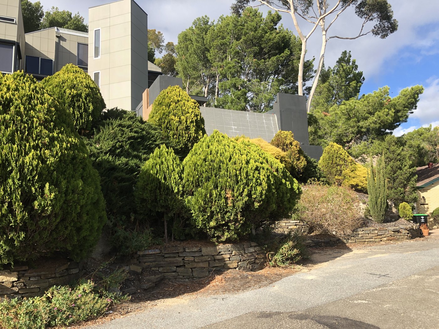 Overgrown conifers and weeds on a steep slope above a stone retaining wall in Glen Osmond, before landscaping