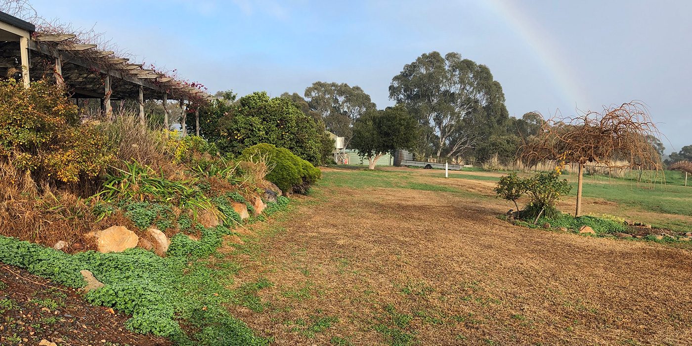 Tired lawn and pergola at a Willunga winery property before landscaping, with a rainbow over the vines