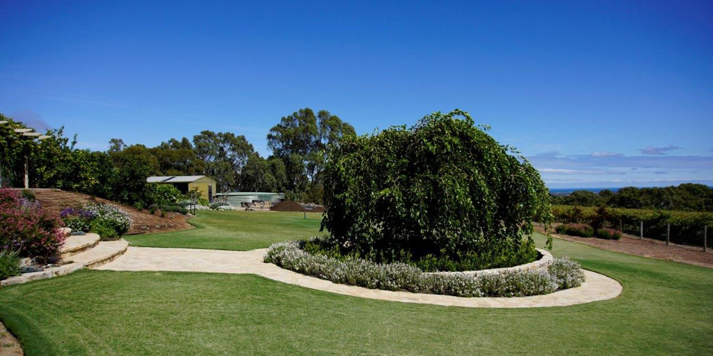 Established Weeping Mulberry tree set in a circular Basket Range sandstone-edged garden bed with lawn at a Willunga winery