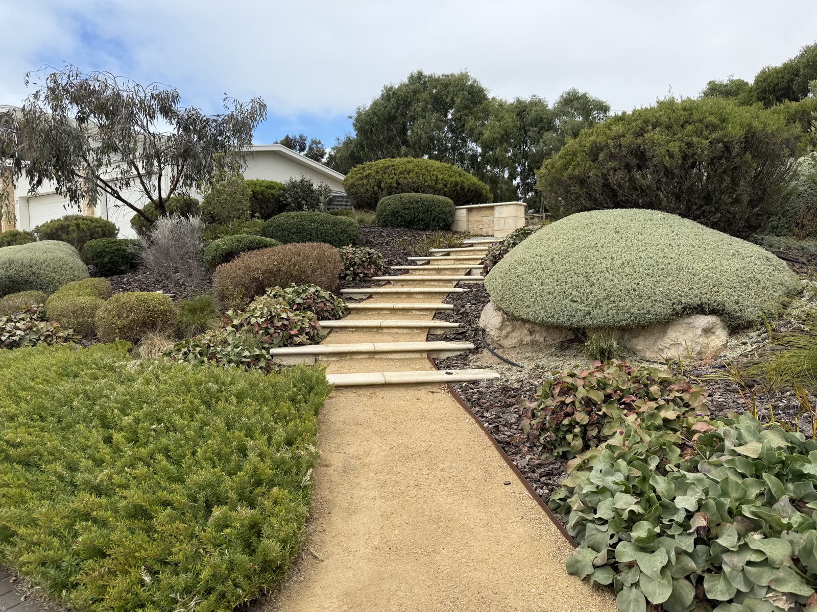 Sloping native front garden in Chiton with a gravel path, bullnose concrete slab steps and low-maintenance coastal planting