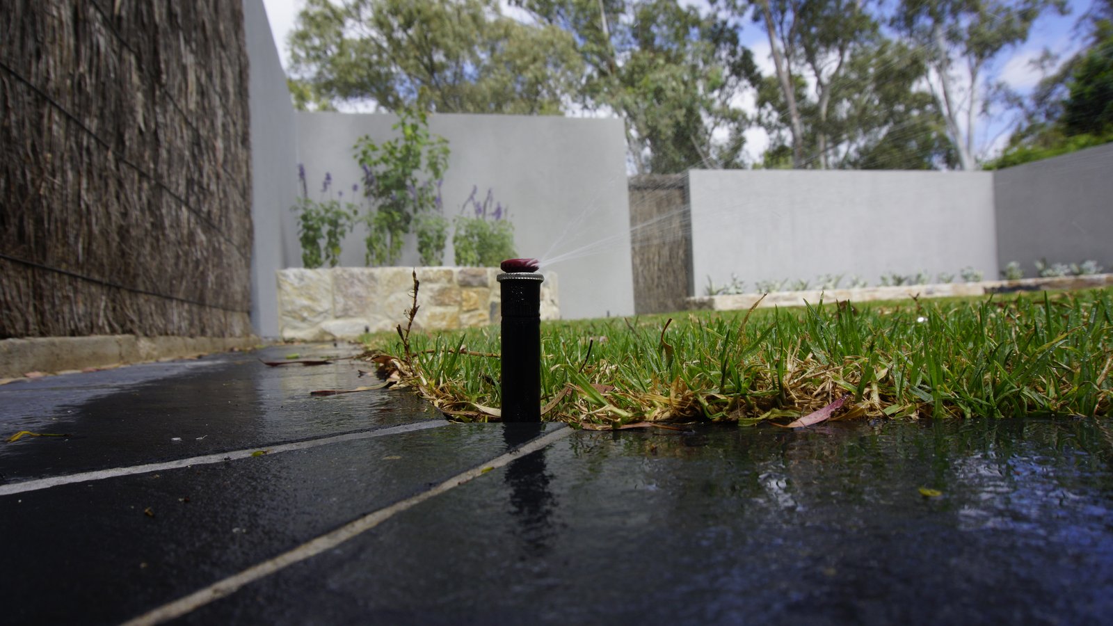 Pop-up rotor sprinkler watering a lawn beside a paved path in St Peters